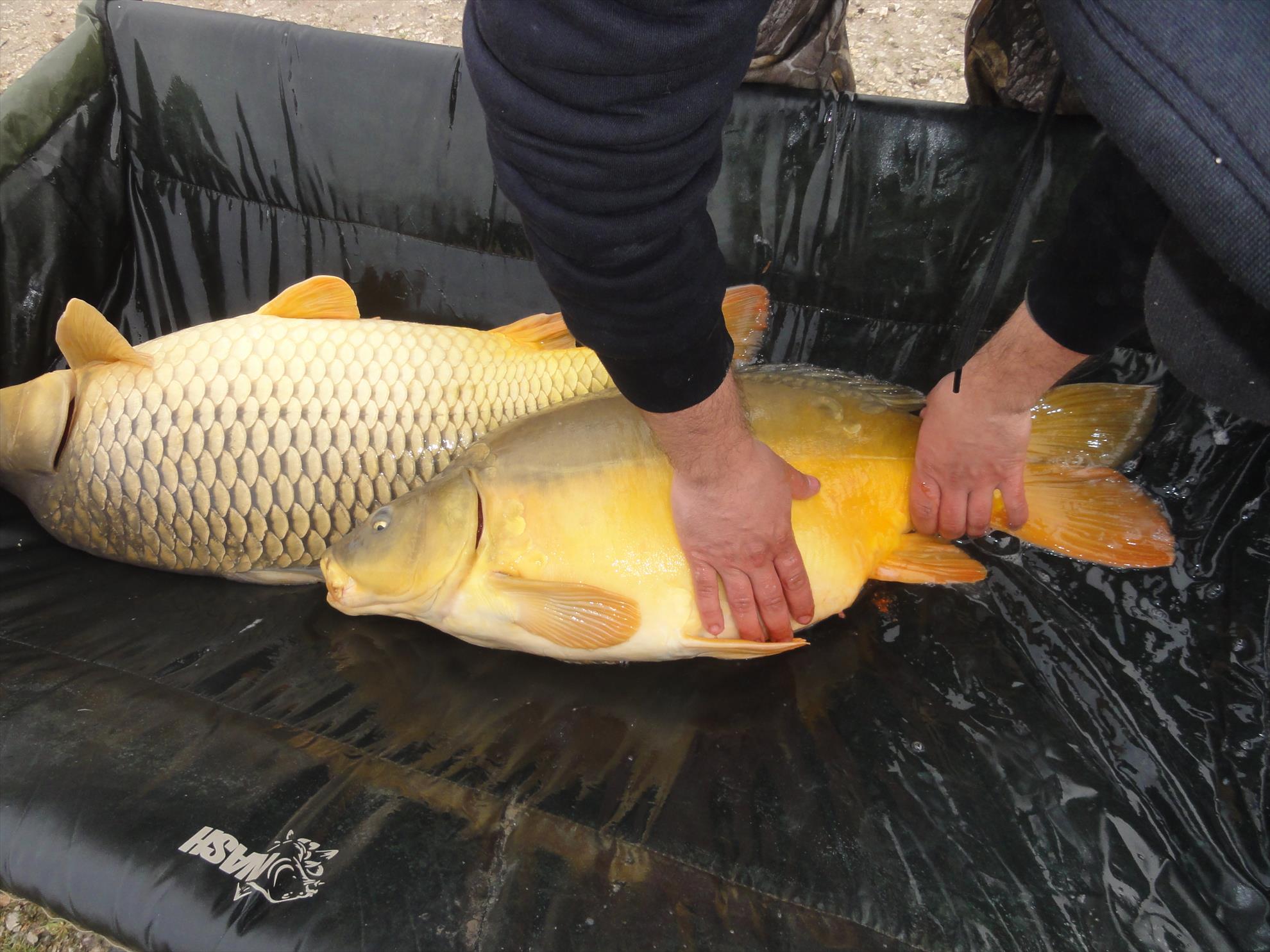 Aprilie 2013 - Harsany Aprilie 2013